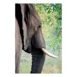 quadro-decorativo-elefante
