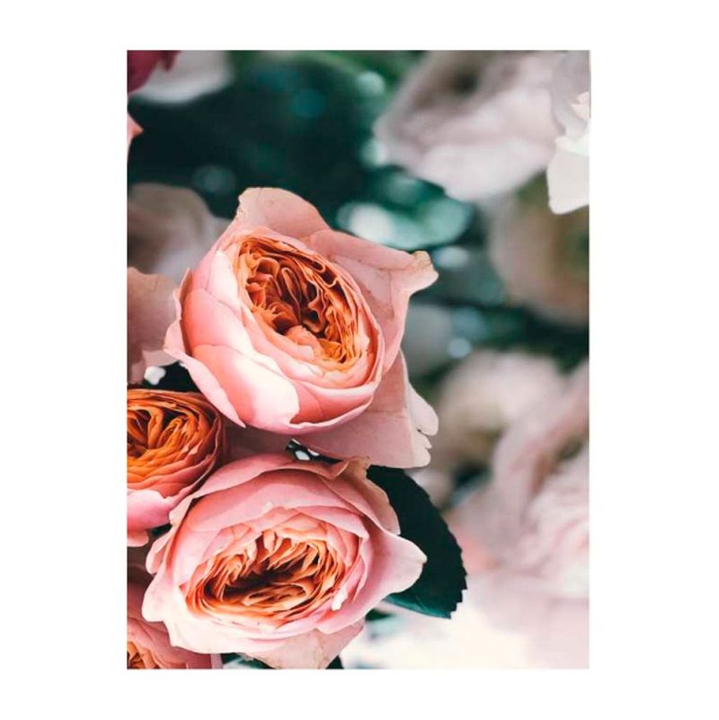 quadro-decorativo-flores-rosas-2