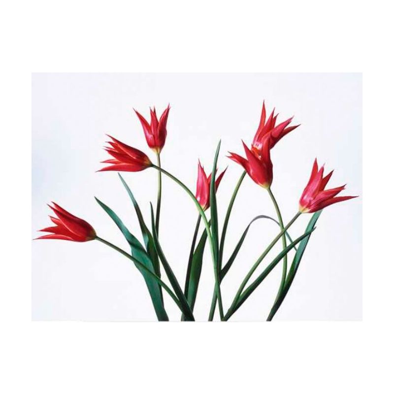 quadro-decorativo-flores-vermelhas