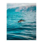 quadro-decorativo-golfinho