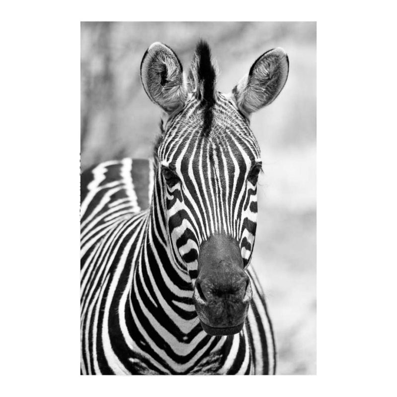 quadro-decorativo-zebra
